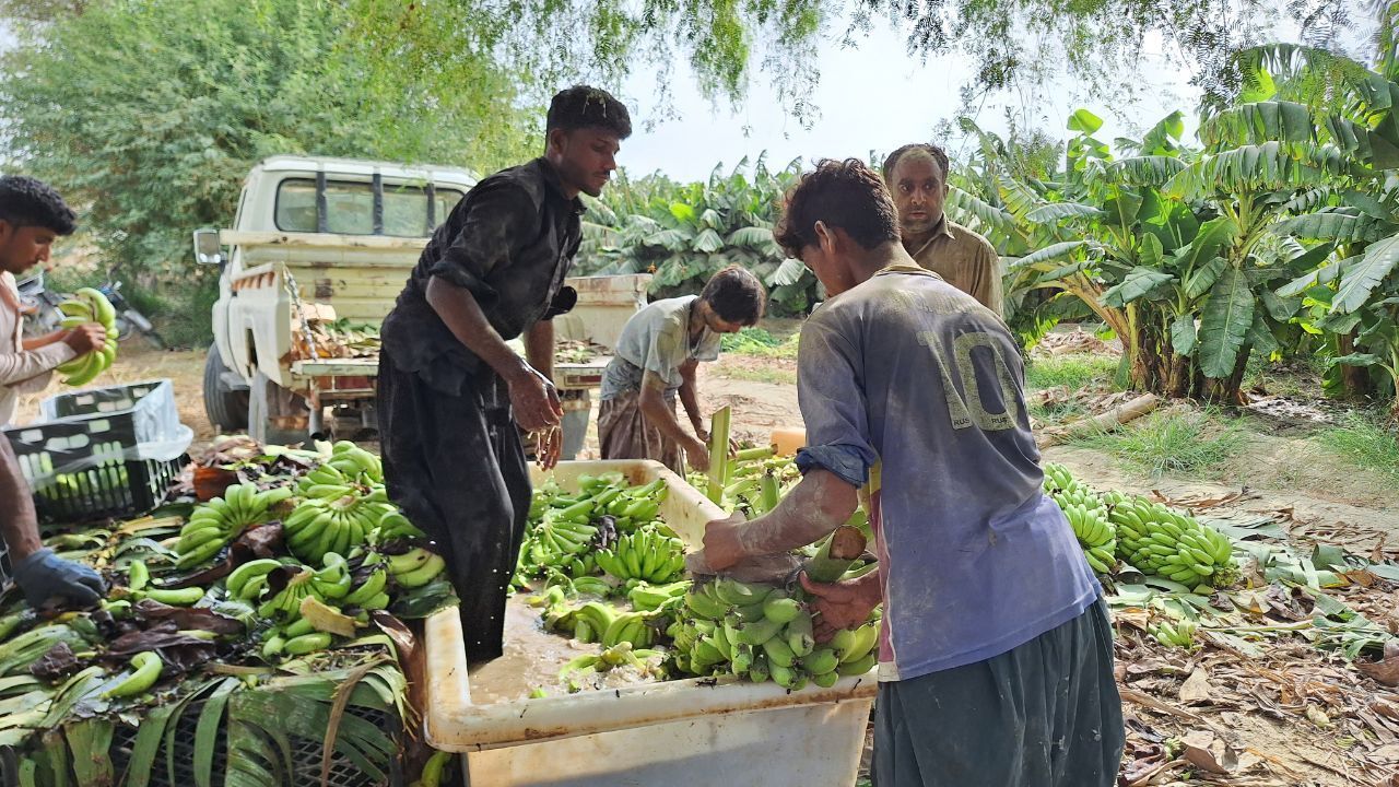 برداشت ۲۷هزار تن موز از باغات شهرستان دشتیاری