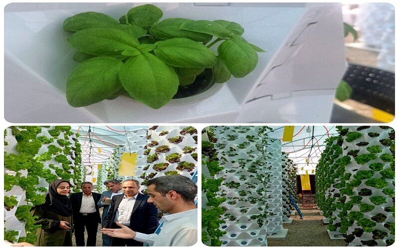 بهره‌برداری از نخستین گلخانه ایروپونیک جنوب شرق کشور در هامون
