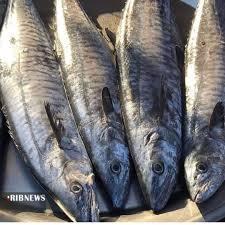 ظرفیت تولید ماهی در پلدختر تا ۴ هزار تن قابل افزایش است ظرفیت تولید ماهی در پلدختر تا ۴ هزار تن قابل افزایش است