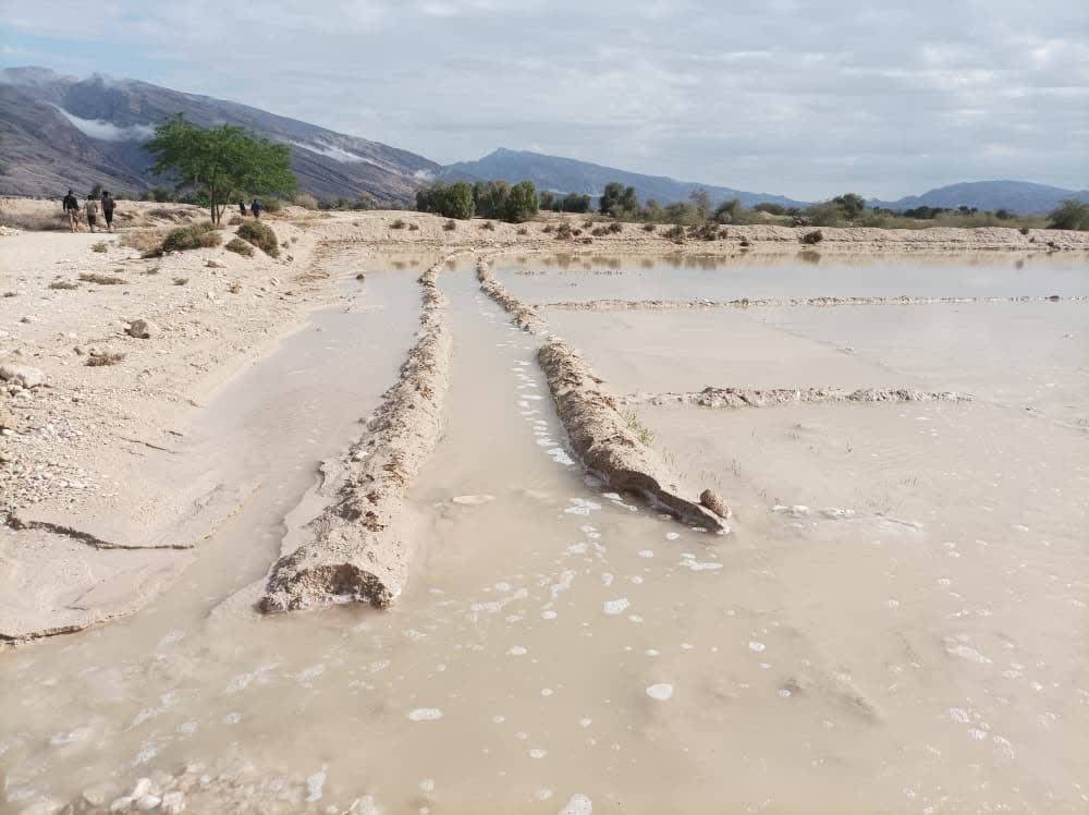 خسارت ۶۰ میلیارد تومانی بارندگی‌های اخیر به کشاورزی لامرد