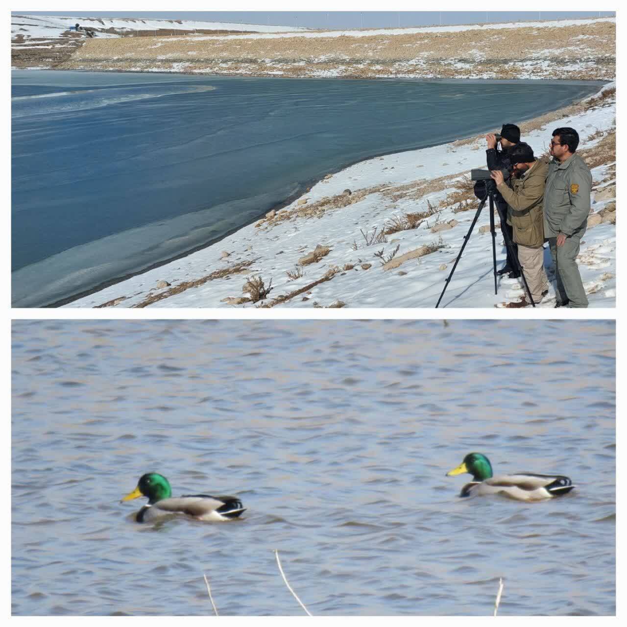 طرح سرشماری زمستانه پرندگان آبزی و کنارآبزی در فاروج اجرا شد