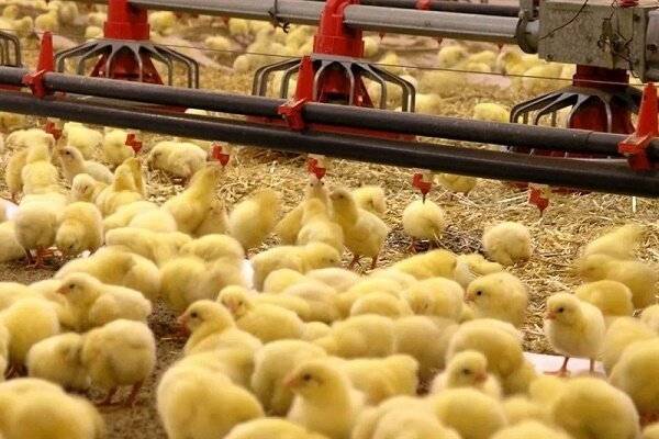 افزایش ۸ درصدی جوجه ریزی در شهرستان کاشمر