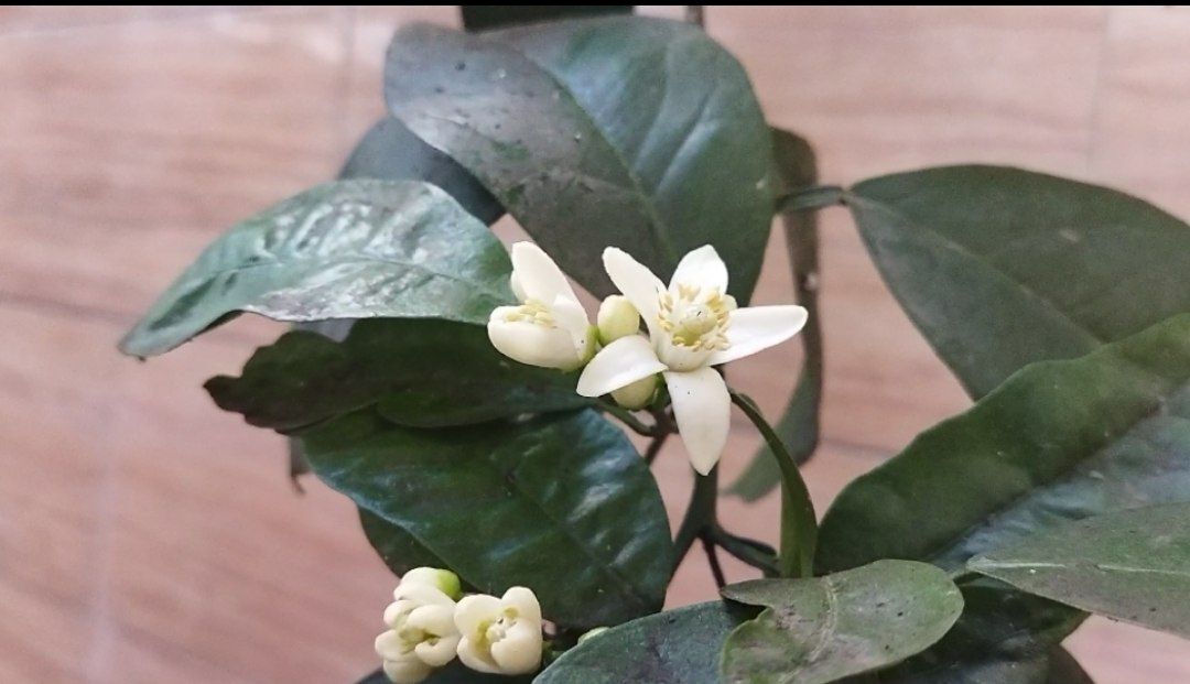 شکوفه دادن یک درخت پرتقال در فصل زمستان در صومعه سرا