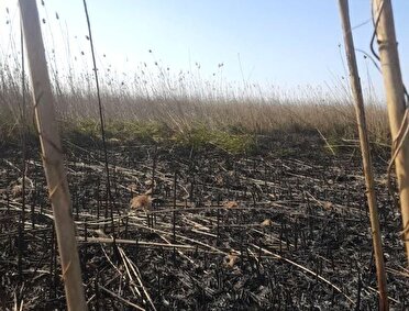 مهار کامل آتش سوزی نیزار‌های تالاب انزلی