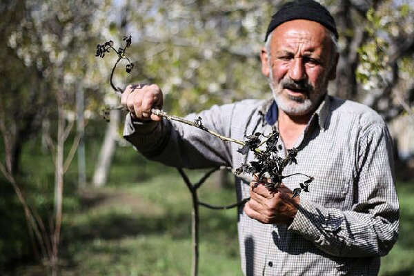 خسارت ۱۹ هزار میلیارد ریالی سرمازدگی به کشاورزی همدان خسارت ۱۹ هزار میلیارد ریالی سرمازدگی به کشاورزی همدان