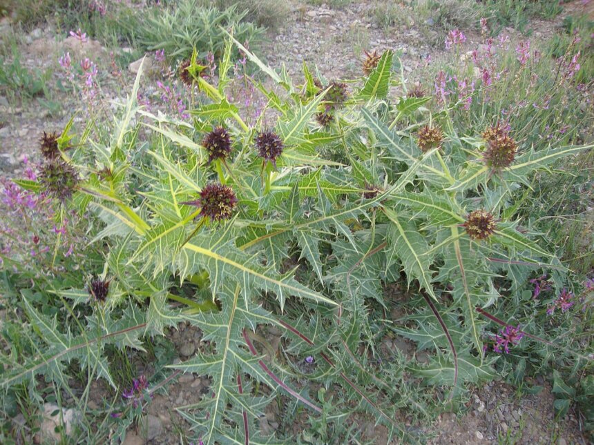 هدف گذاری هفت هزار هکتار طرح گیاهان دارویی در خراسان‌شمالی