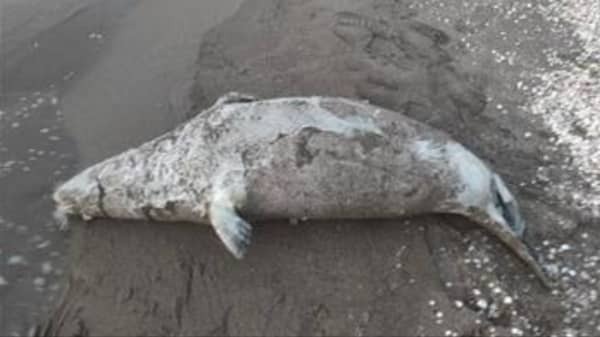 رشد نگران‌کننده تلفات فک خزری؛ شمار لاشه‌ها به ۳۵ رسید