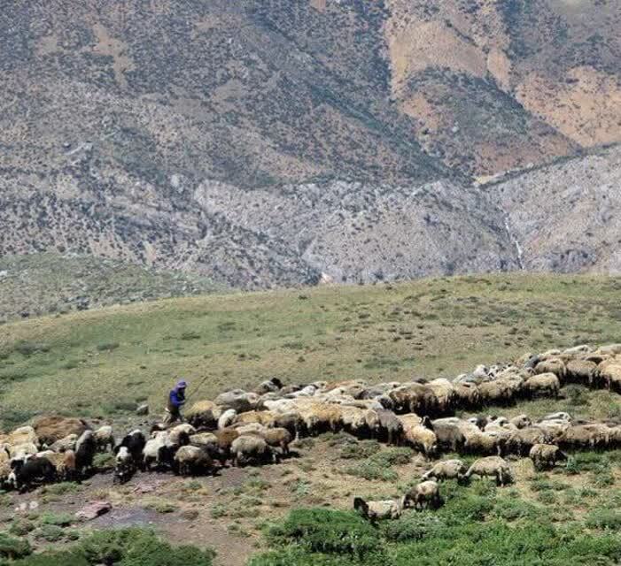 فشار حداکثری دام به مراتع خراسان شمالی در شرایط خشکسالی فشار حداکثری دام به مراتع خراسان شمالی در شرایط خشکسالی
