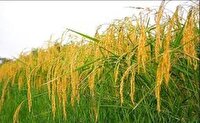 آغاز برداشت برنج از هفته سوم تیر در مازندران