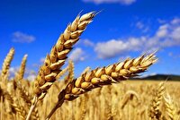 خرید تضمینی بیش از ۱۲ هزار تن گندم از کشاورزان خراسان‌جنوبی