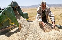 خرید ۷۲ هزار تن گندم از کشاورزان لرستانی