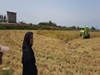 برداشت مکانیزه برنج در بابلسر