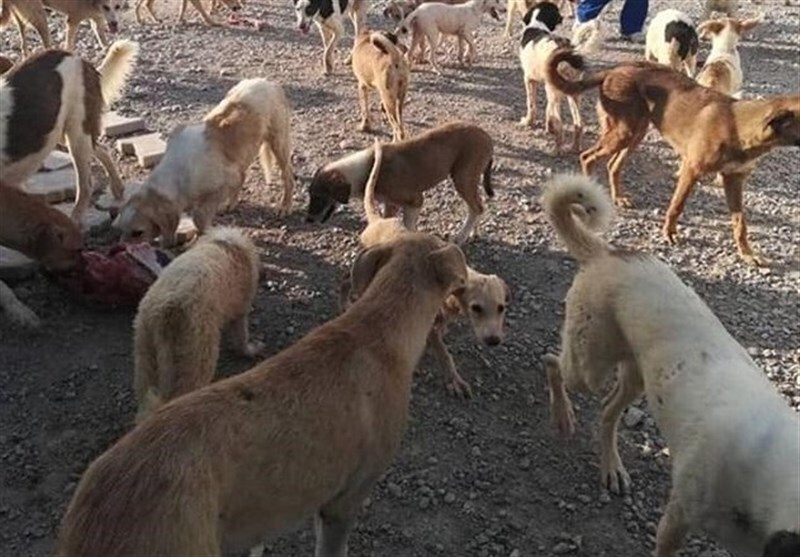 جولان سگ‌های ولگرد در باغ چشمه علی مسجدسلیمان