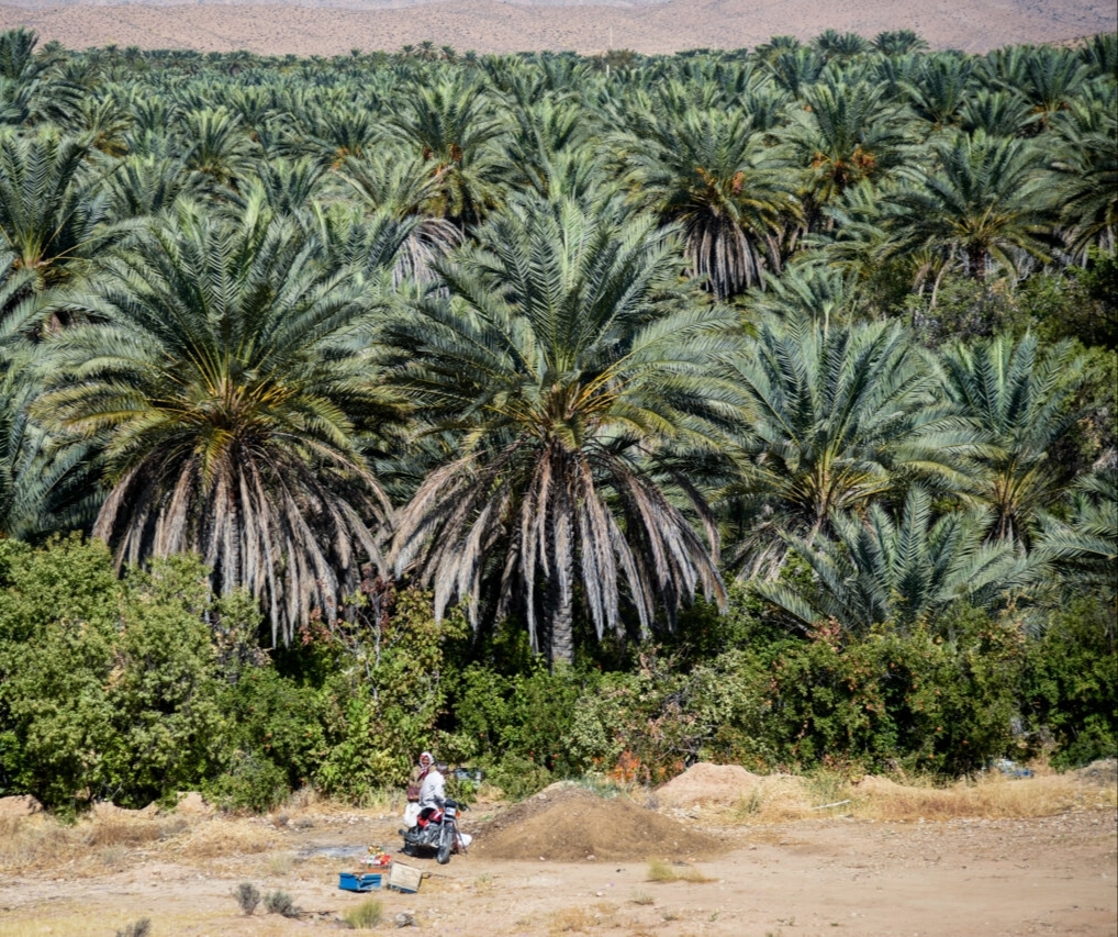 استاندار خوزستان از آغاز عملیات رهاسازی آب از سد مارون برای مقابله با کمآبی خبر داد استاندار خوزستان از آغاز عملیات رهاسازی آب از سد مارون برای مقابله با کمآبی خبر داد