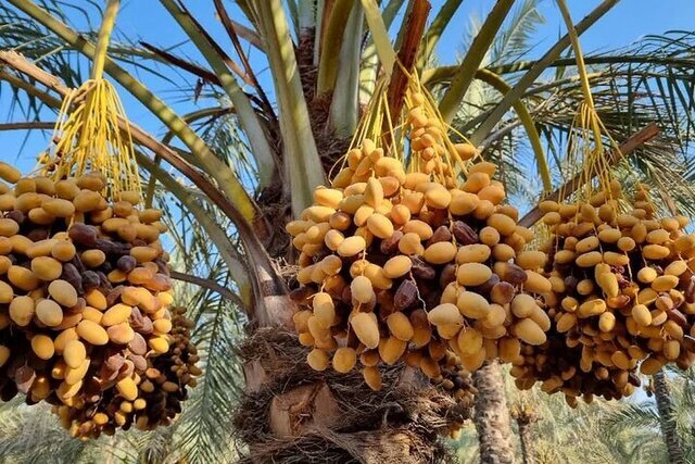سیستان و بلوچستان خاستگاه تولید خرما در کشور سیستان و بلوچستان خاستگاه تولید خرما در کشور