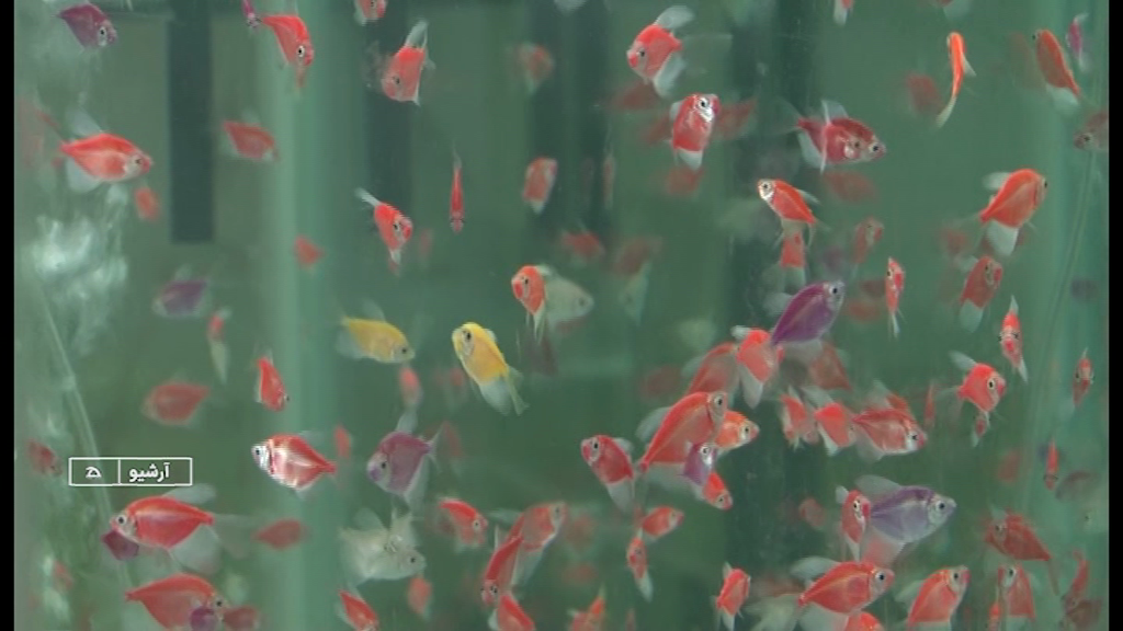 ولید سالانه بیش از پنج میلیون قطعه ماهی زینتی دراستان همدان ولید سالانه بیش از پنج میلیون قطعه ماهی زینتی دراستان همدان