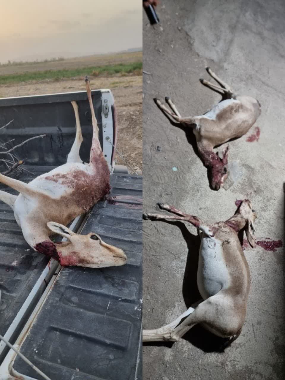 دستگیری شکارچیان متخلف آهو در حاشیه منطقه شکار ممنوع باغی