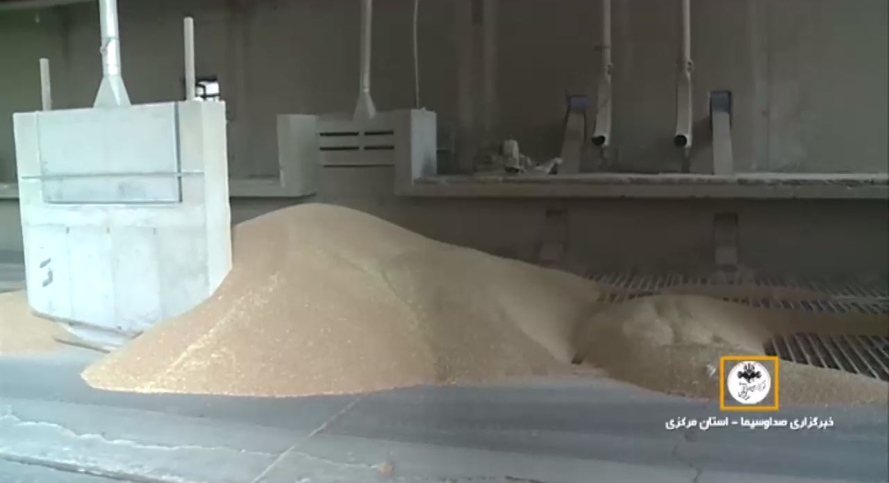 افزایش کیفیت گندم با کاهش سن زدگی