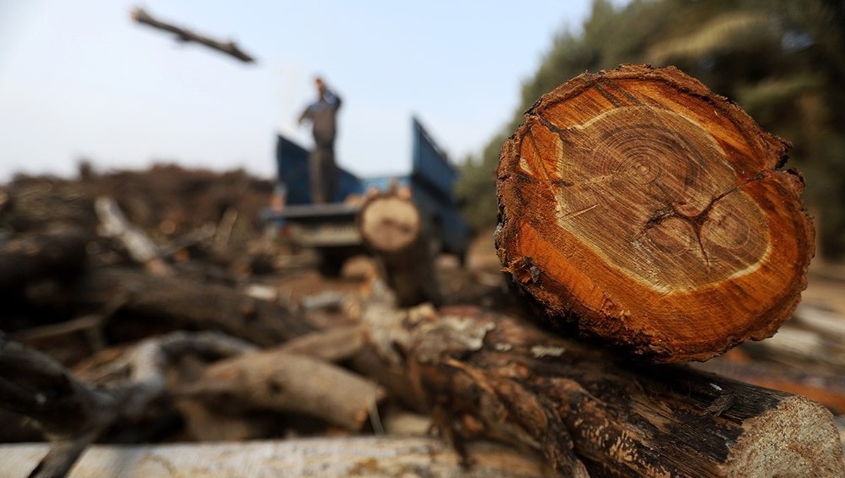 توقیف ۲ خودروی حامل چوب قاچاق در بوکان توقیف ۲ خودروی حامل چوب قاچاق در بوکان