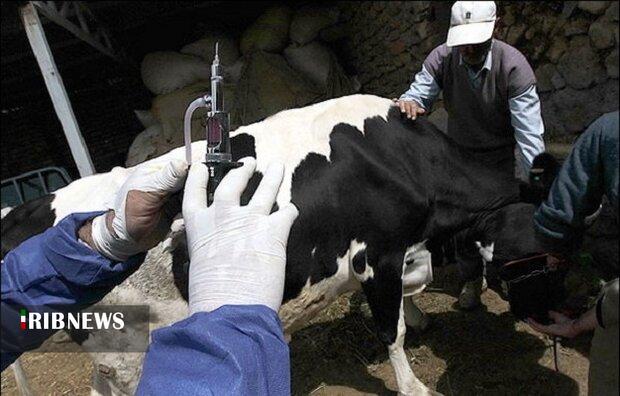 هشدار دامپزشکی لرستان در خصوص شیوع بیماری تب برفکی هشدار دامپزشکی لرستان در خصوص شیوع بیماری تب برفکی