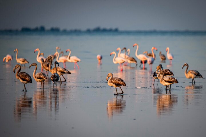 مشاهده نشدن بیماری آنفلوآنزای فوق حاد پرندگان در آذربایجان‌غربی