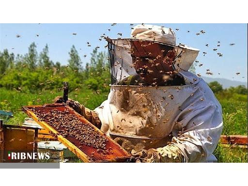 آغاز سرشماری زنبورستان‌های در خراسان‌شمالی از پنجم مهرماه
