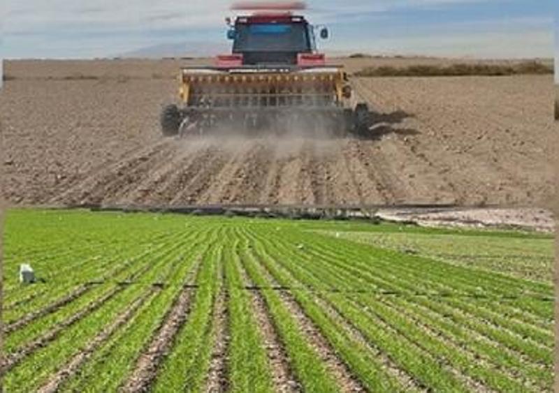 آغاز کشت گندم در اراضی کشاورزی شهرستان ساری
