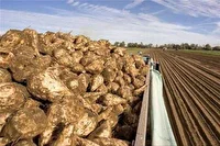 برداشت بیش از ۱۴ هزار تن چغندرقند در شهرستان بروجن