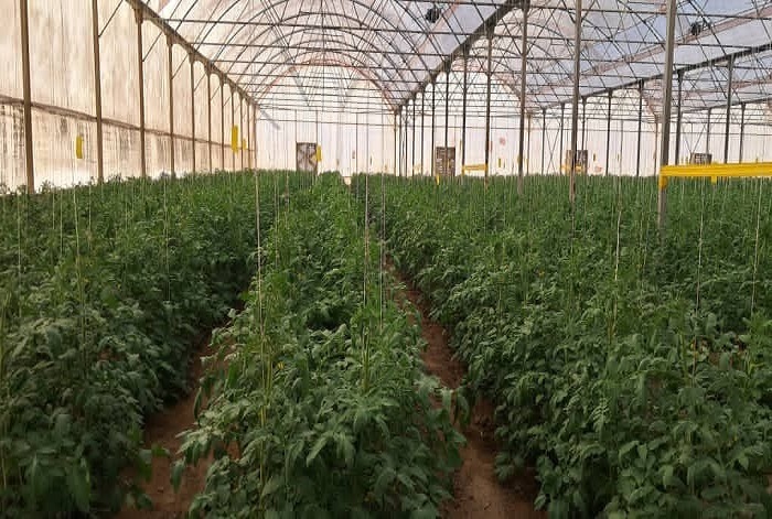 تولید سالانه ۸۵ هزار تن محصول گلخانهای در حاجیآباد تولید سالانه ۸۵ هزار تن محصول گلخانهای در حاجیآباد