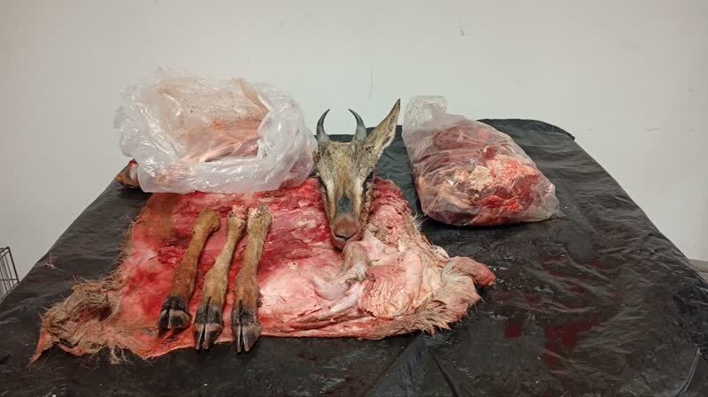 کشف لاشه آهوی نر شکار شده از شکارچی متخلف در زنجان کشف لاشه آهوی نر شکار شده از شکارچی متخلف در زنجان