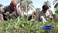 تاثیر ۳۰ تا ۴۰ درصد بهره وری نخلستان ها با میانه کاری در آبادان و خرمشهر