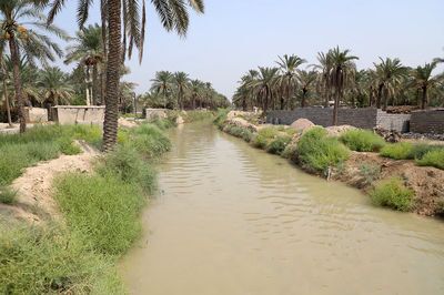 احیای نخیلات شادگان با لایروبی انهار احیای نخیلات شادگان با لایروبی انهار