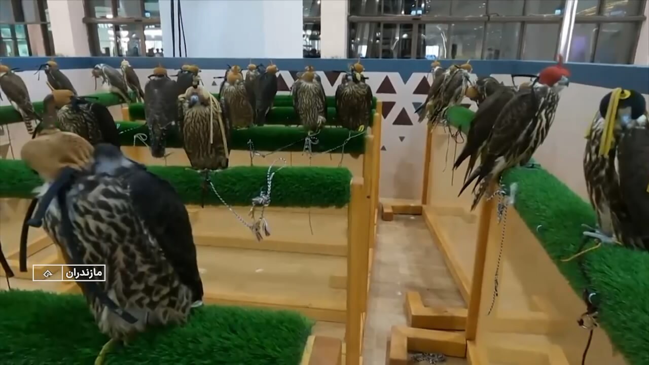 شکارچیان آسمان مازندران، در معرض شکار