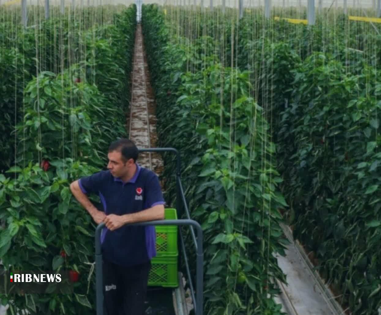 اختصاص هزار و ۲۱۰ میلیارد ریال اعتبار برای حمایت از کشاورزان در شیروان