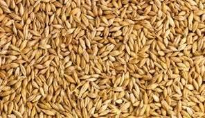 توزیع جو در بخش گندمان بروجن