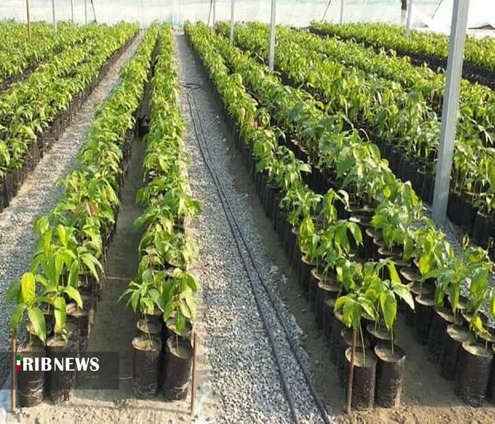 ۱۲۰ هزار اصله نهال توت برای کاشت در خراسانشمالی آماده شد ۱۲۰ هزار اصله نهال توت برای کاشت در خراسانشمالی آماده شد