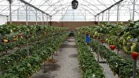  فعالیت ۱۵۳ واحد گلخانه‌ای در کردستان / تولید سالانه ۱۱ هزار تن محصول