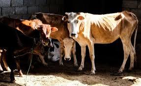 شناسایی ۱۴ کانون سویه بومی تب برفکی در خراسان رضوی شناسایی ۱۴ کانون سویه بومی تب برفکی در خراسان رضوی