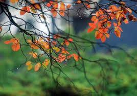 از جو پایدار تا بارش باران و برف در مازندران از جو پایدار تا بارش باران و برف در مازندران