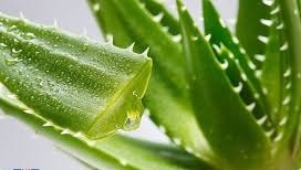 گیاه جاودانگی و معجزه گر، اما خطرناک گیاه جاودانگی و معجزه گر، اما خطرناک