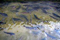 سهم ۱۱ درصدی خرمشهر از تولید ماهیان گرمابی در کشور