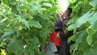 گلخانه‌های مهاباد موتور محرکه تولید پایدار و اشتغالزایی