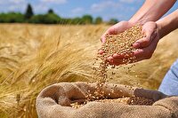 خرید بیش از ۳۸۸ هزار تن گندم از کشاورزان خوزستانی