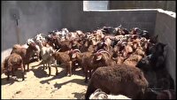 نجات بخشی و افزایش نژاد بز مرخز