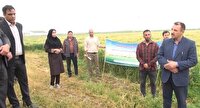 معرفی بذرهای جدید گندم و جو و کلزا به کشاورزان پیشرو