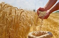 رونمایی از ۲ رقم جدید گندم بنام «شاهو» و «نیلا» در استان کرمانشاه