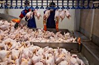 ظرفیت تولید گوشت مرغ در آذربایجان غربی افزایش می‌یابد