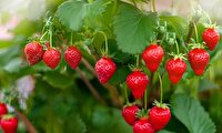 تولید توت‌فرنگی گلخانه‌ای در آذربایجان‌ غربی افزایش می‌یابد