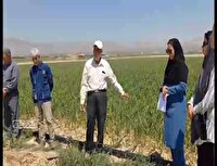 دوره آموزشی کاشت، داشت و برداشت سیر در شیروان