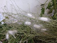 توزیع ۵ هزار اصله نهال توت بین نوغانداران خراسان جنوبی